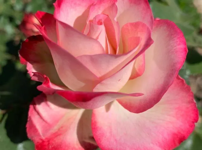 à La Campagne&jacuzzi * Montcornet (Ardennes)